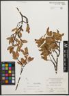 Foto von Salix waldsteiniana Willd.